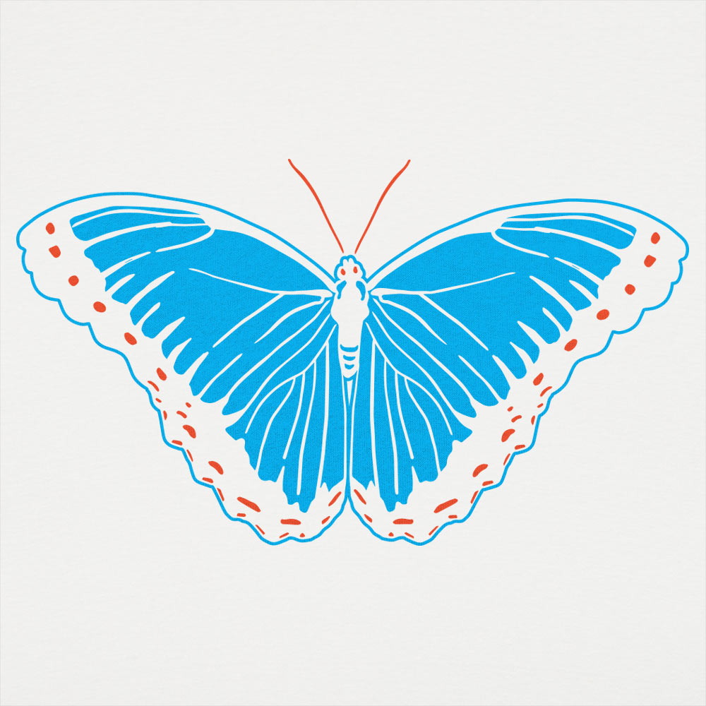 Blue Morpho Butterfly