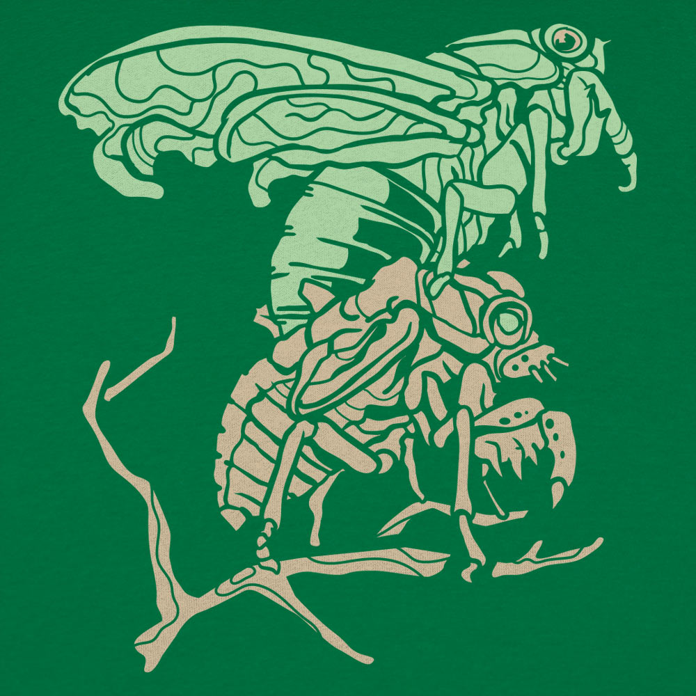 Cicada