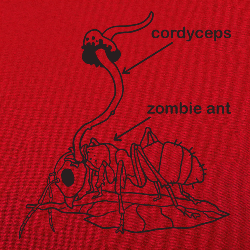 Cordyceps Ant