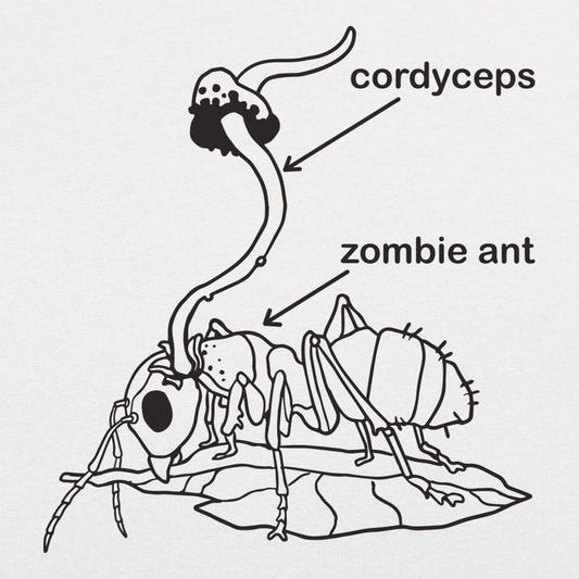 Cordyceps Zombie Ant Fungus Diagram graphic Unisex Heavyweight T-Shirt in White