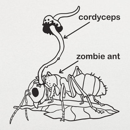 Cordyceps Zombie Ant Fungus Diagram