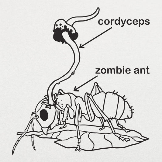 Cordyceps Ant