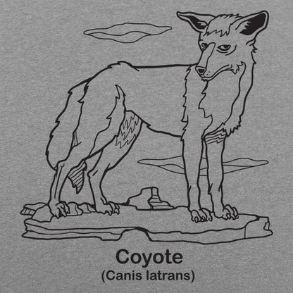 Coyote Canis Latrans Illustration
