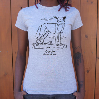 Coyote Canis Latrans Illustration