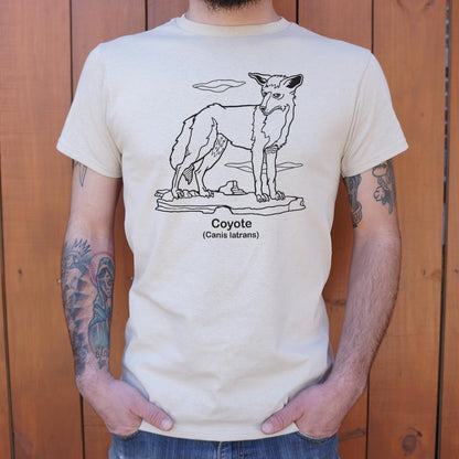 Coyote Canis Latrans Illustration