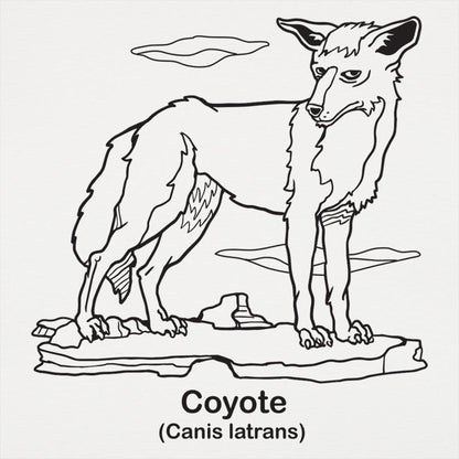 Coyote Canis Latrans Illustration