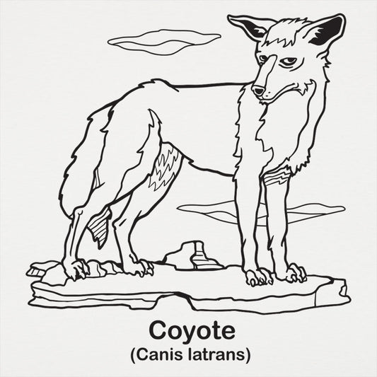 Coyote