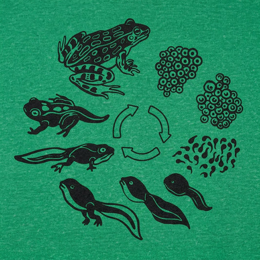 Frog Life Cycle detail