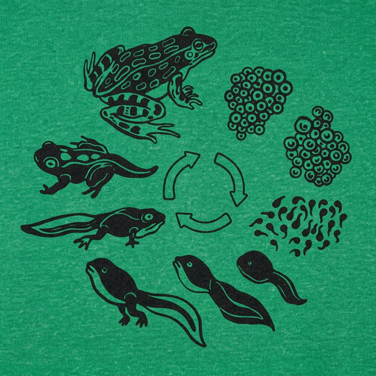Frog Life Cycle detail