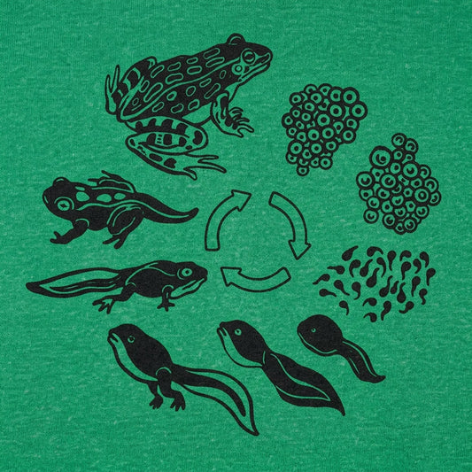 Frog Life Cycle detail