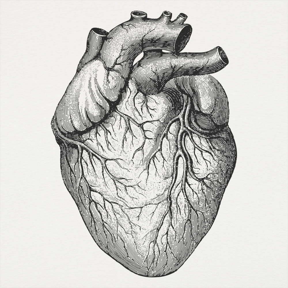 Human Heart - 6DollarShirts