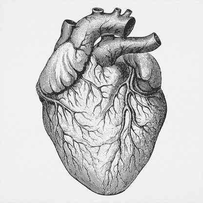 Human Heart - 6DollarShirts