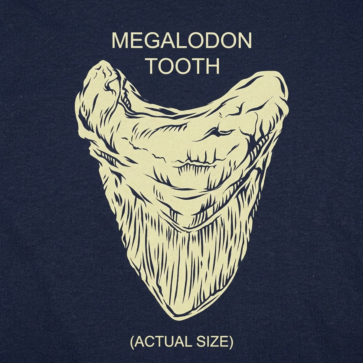 Megalodon Tooth detail