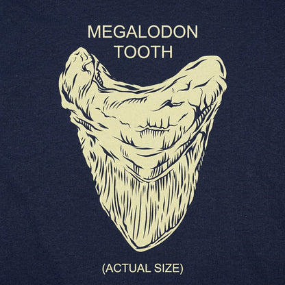 Megalodon Tooth detail