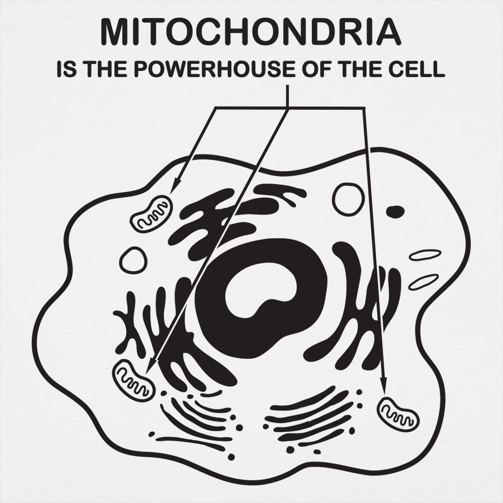 Mitochondria - 6DollarShirts