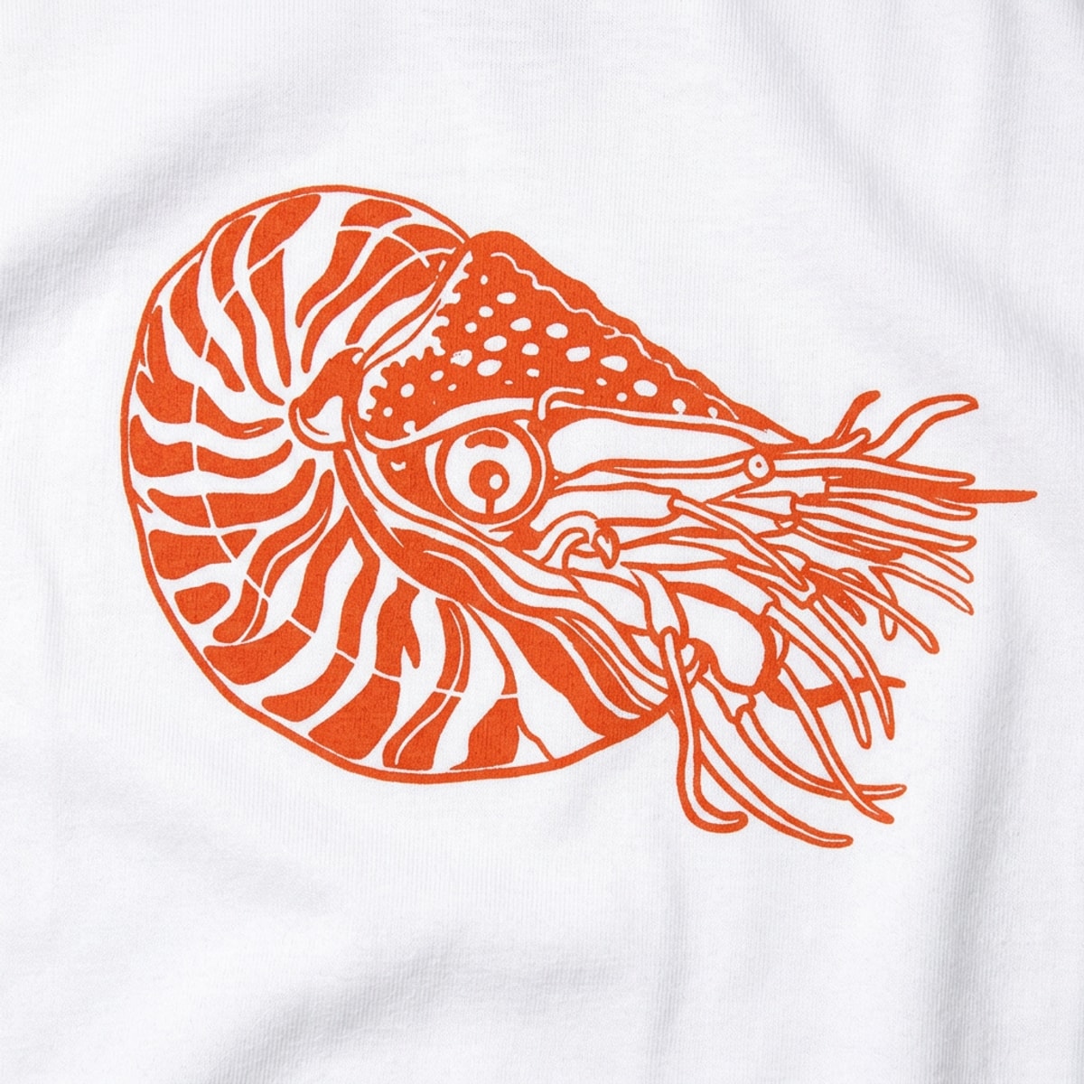Nautilus detail