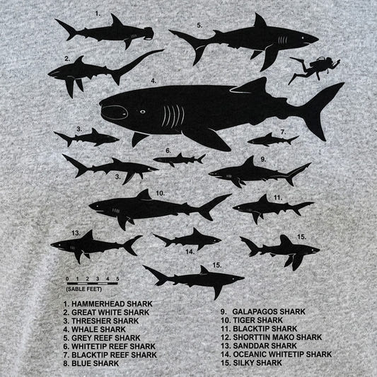 Shark Chart Species Size Comparison Diagram detail