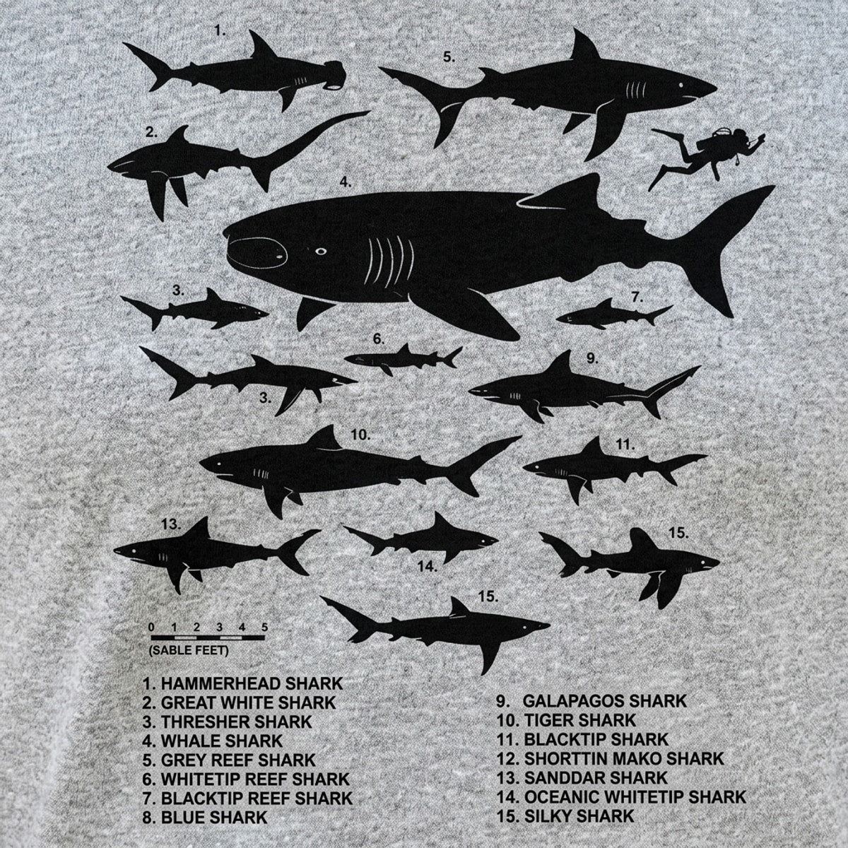 Shark Chart Species Size Comparison Diagram detail