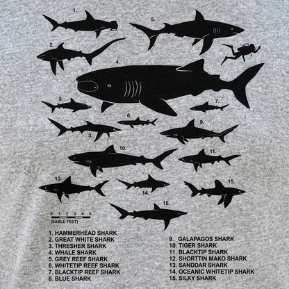 Shark Chart Species Size Comparison Diagram detail