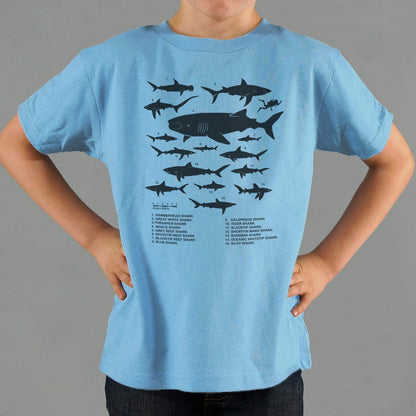 Shark Chart Species Size Comparison Diagram
